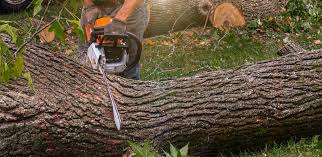 Best Tree Preservation Services  in Keary, NE